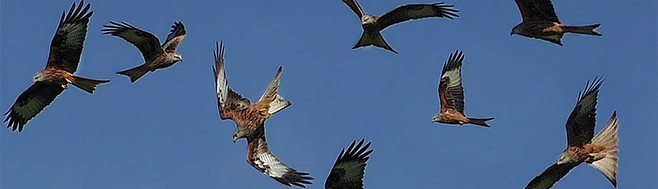 birds in flight