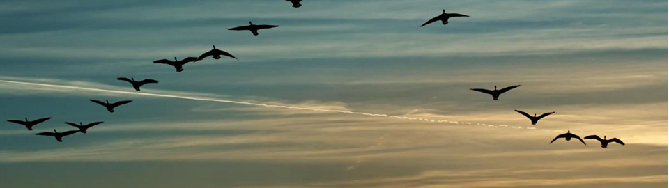 birds in flight at sunset