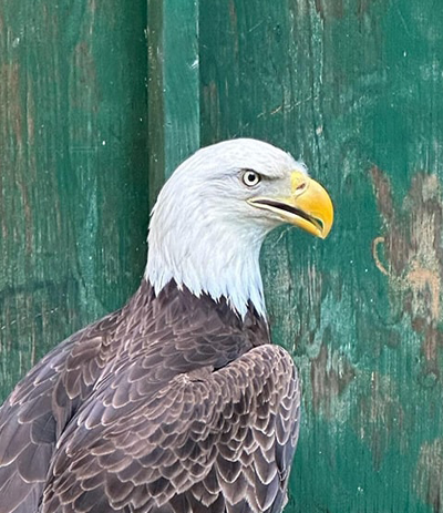 bald eagle