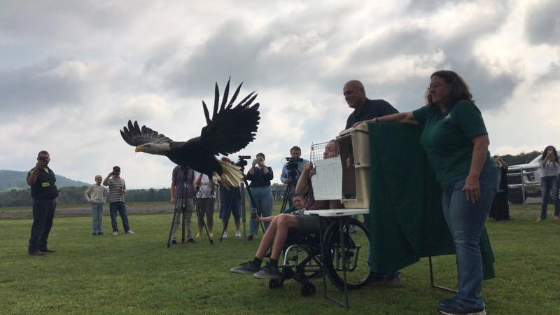 team members releasing an eagle