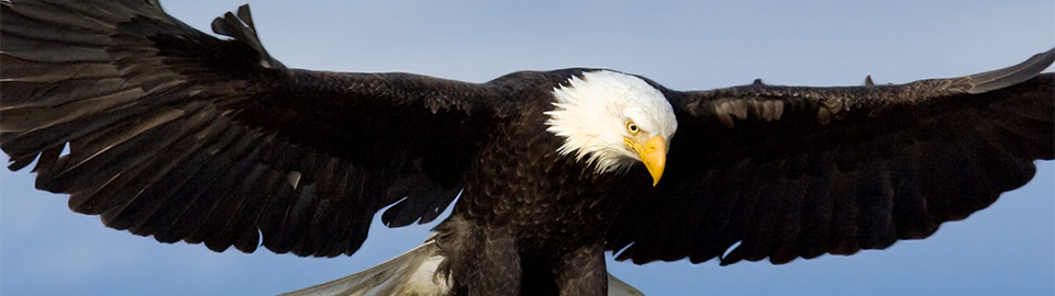 bald eagle