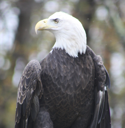 bald eagle