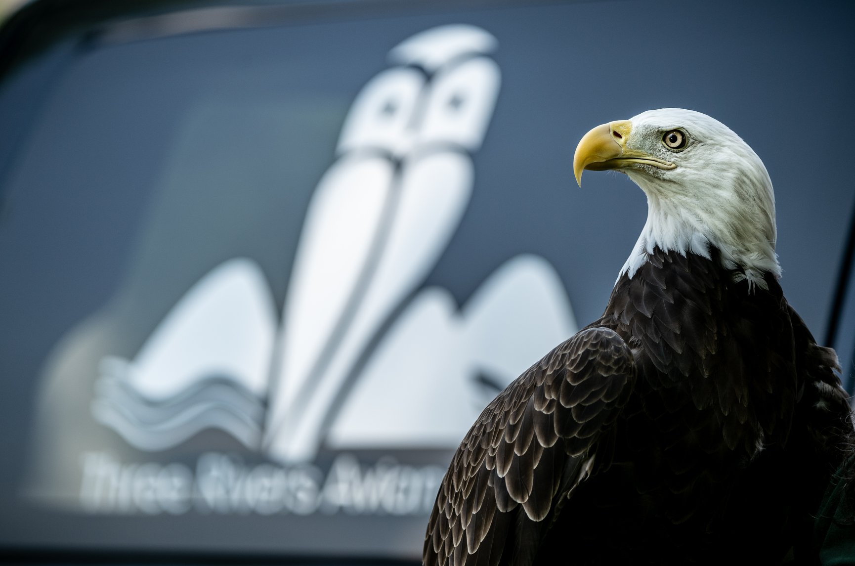 bald eagle